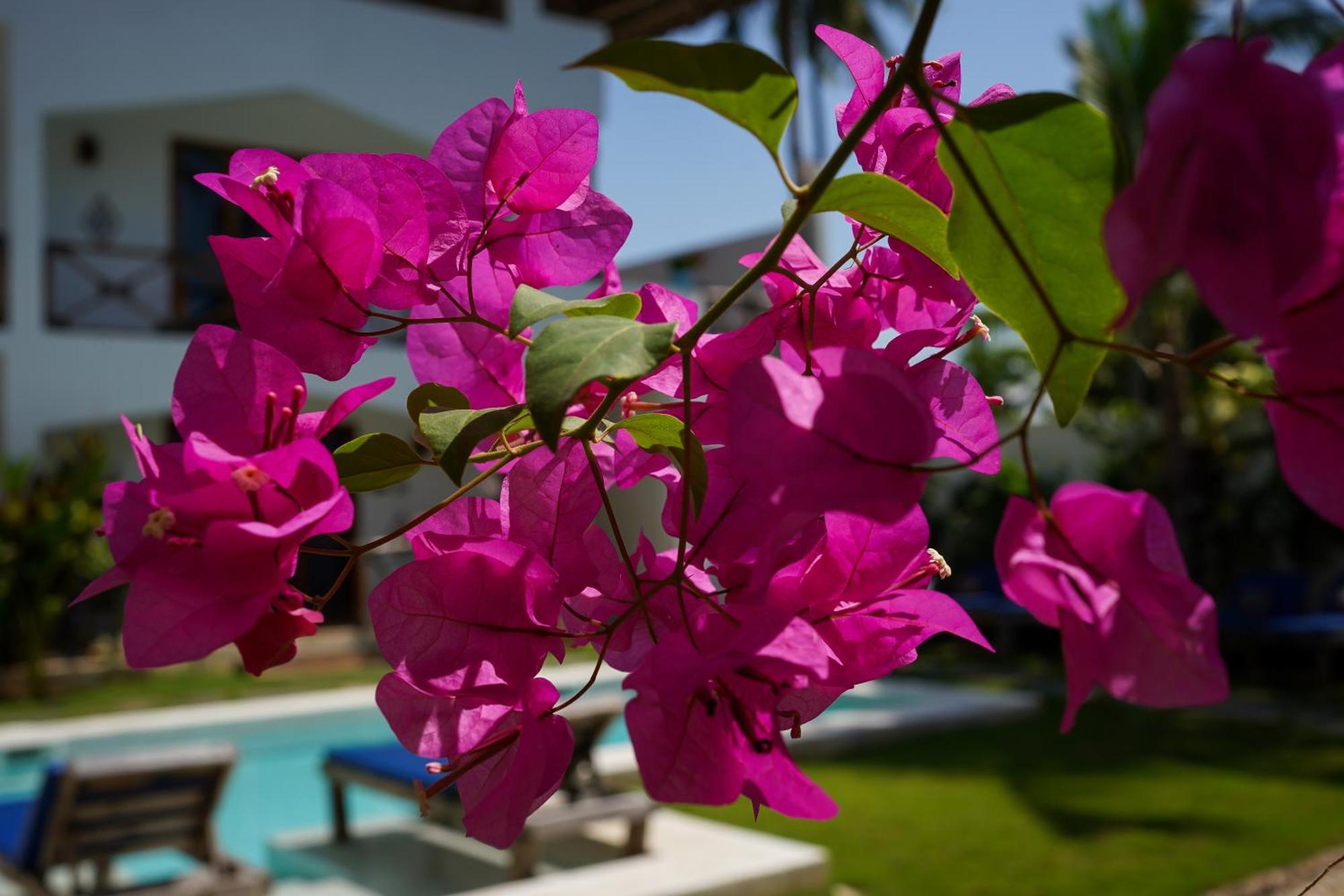 Mambo Cabana Làng Làng Pwani Mchangani Ngoại thất bức ảnh